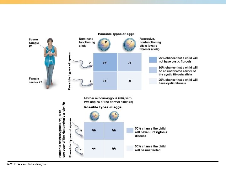 © 2013 Pearson Education, Inc. 