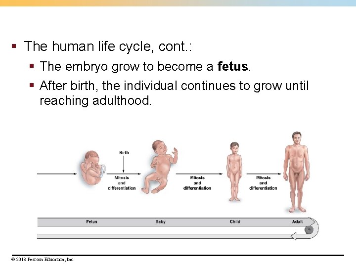 § The human life cycle, cont. : § The embryo grow to become a