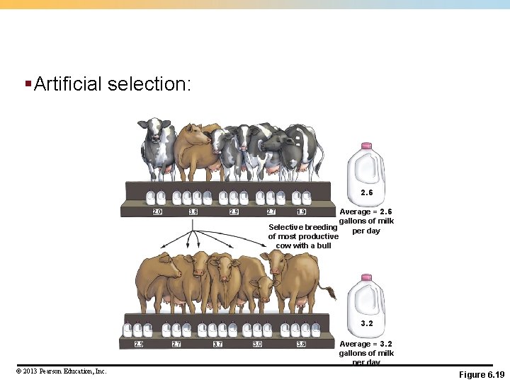 §Artificial selection: 2. 6 Average = 2. 6 gallons of milk Selective breeding per