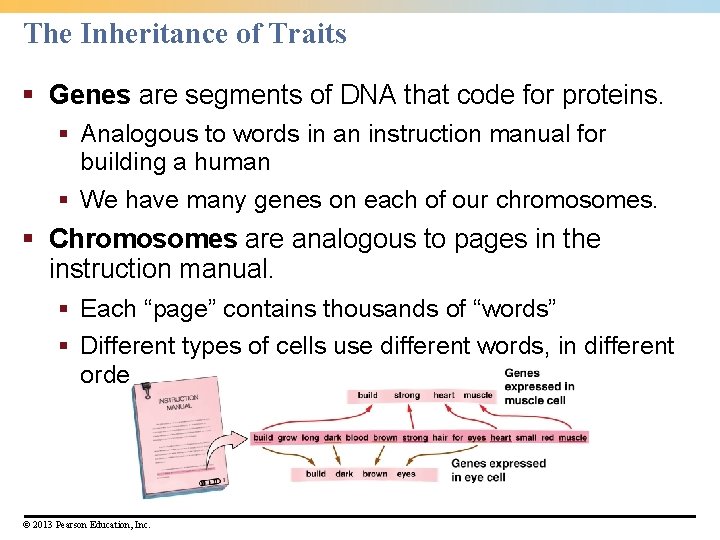 The Inheritance of Traits § Genes are segments of DNA that code for proteins.
