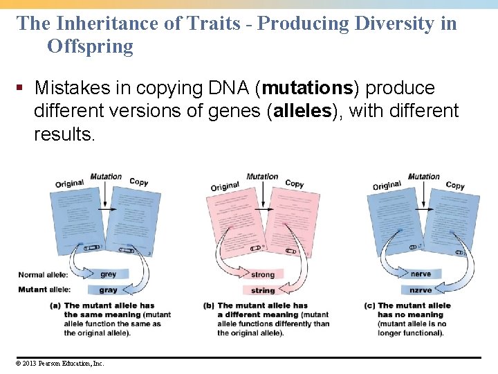 The Inheritance of Traits - Producing Diversity in Offspring § Mistakes in copying DNA