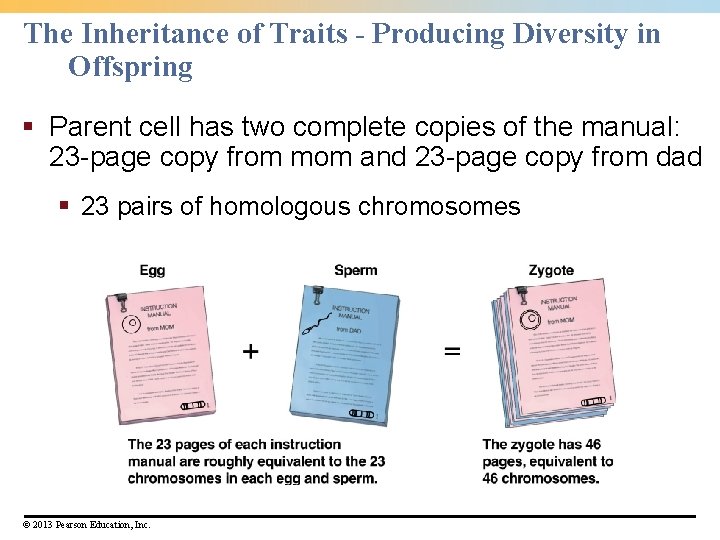 The Inheritance of Traits - Producing Diversity in Offspring § Parent cell has two