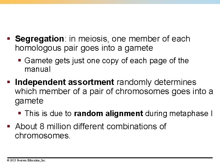 § Segregation: in meiosis, one member of each homologous pair goes into a gamete