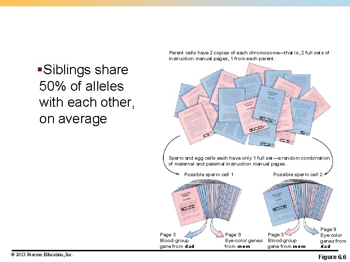 Parent cells have 2 copies of each chromosome—that is, 2 full sets of instruction