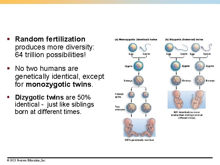 § Random fertilization produces more diversity: 64 trillion possibilities! § No two humans are
