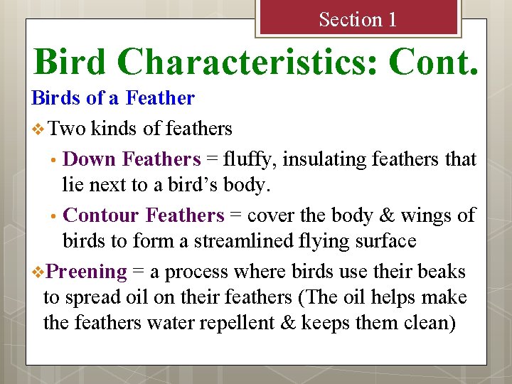 Section 1 Bird Characteristics: Cont. Birds of a Feather v Two kinds of feathers