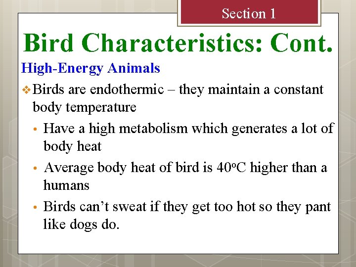 Section 1 Bird Characteristics: Cont. High-Energy Animals v Birds are endothermic – they maintain