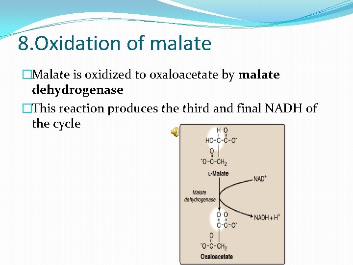 8. Oxidation of malate �Malate is oxidized to oxaloacetate by malate dehydrogenase �This reaction