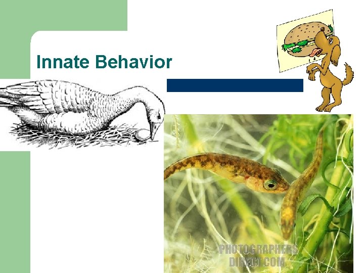 Innate Behavior 
