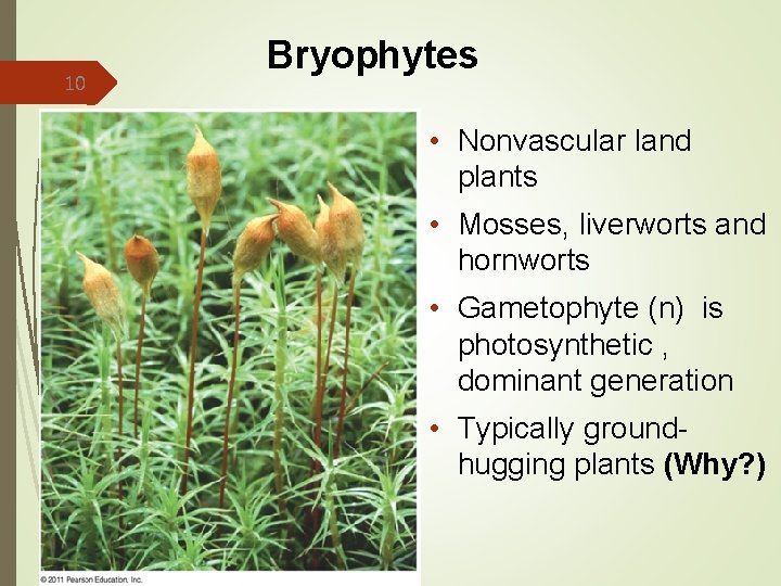 10 Bryophytes • Nonvascular land plants • Mosses, liverworts and hornworts • Gametophyte (n)