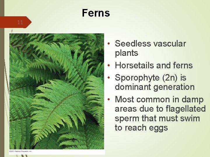 11 Ferns • Seedless vascular plants • Horsetails and ferns • Sporophyte (2 n)