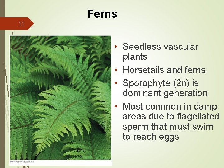 11 Ferns • Seedless vascular plants • Horsetails and ferns • Sporophyte (2 n) 11 Ferns • Seedless vascular plants • Horsetails and ferns • Sporophyte (2 n)