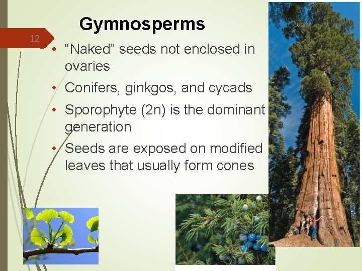 12 Gymnosperms • “Naked” seeds not enclosed in ovaries • Conifers, ginkgos, and cycads