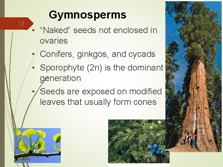 12 Gymnosperms • “Naked” seeds not enclosed in ovaries • Conifers, ginkgos, and cycads 12 Gymnosperms • “Naked” seeds not enclosed in ovaries • Conifers, ginkgos, and cycads