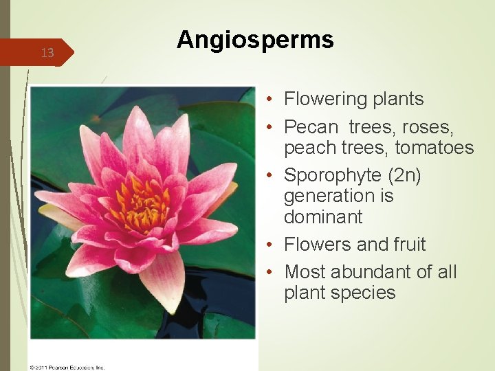 13 Angiosperms • Flowering plants • Pecan trees, roses, peach trees, tomatoes • Sporophyte