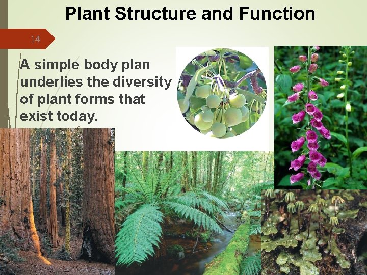 Plant Structure and Function 14 A simple body plan underlies the diversity of plant