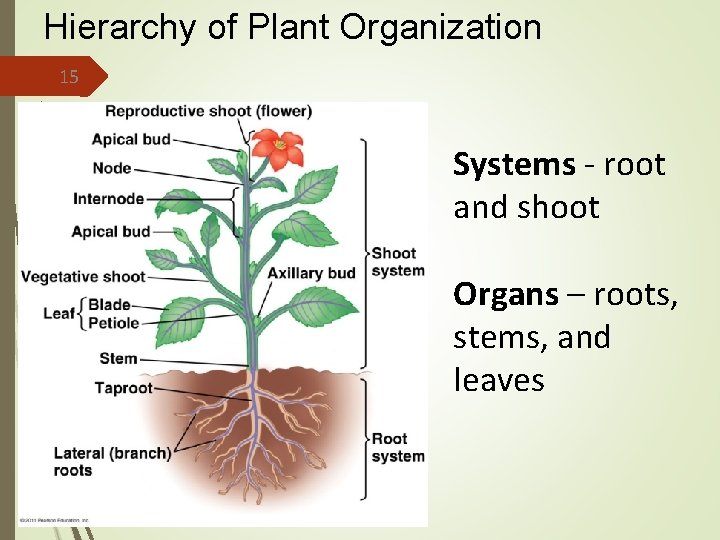 Hierarchy of Plant Organization 15 . Systems - root and shoot Organs – roots,