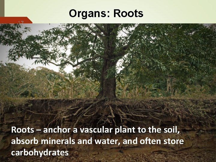 17 Organs: Roots – anchor a vascular plant to the soil, absorb minerals and