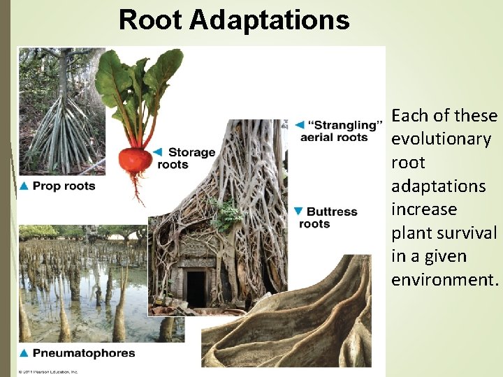 Root Adaptations Each of these evolutionary root adaptations increase plant survival in a given