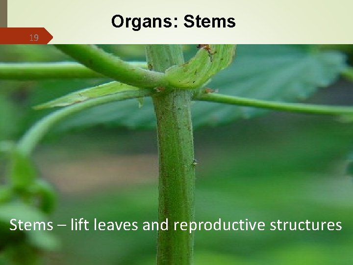 Organs: Stems 19 the main photosynthetic organs Stems – lift leaves and reproductive structures