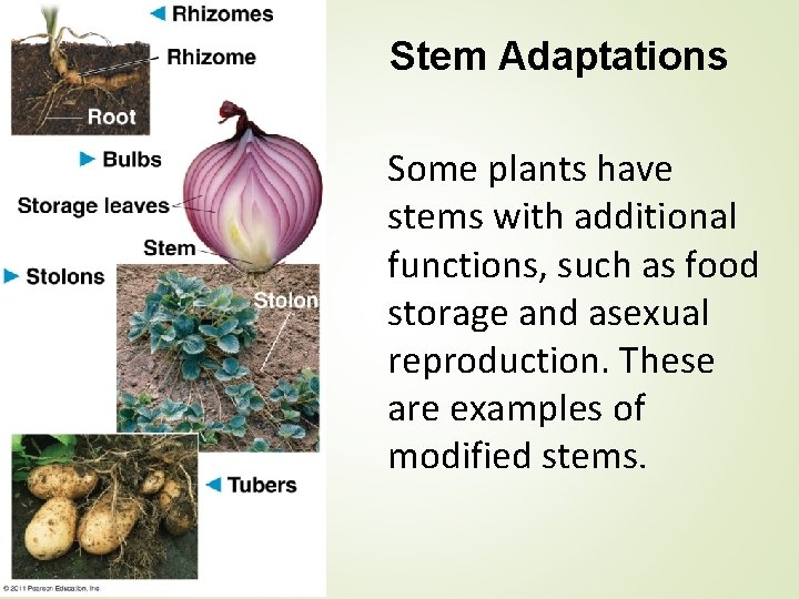 Stem Adaptations Some plants have stems with additional functions, such as food storage and