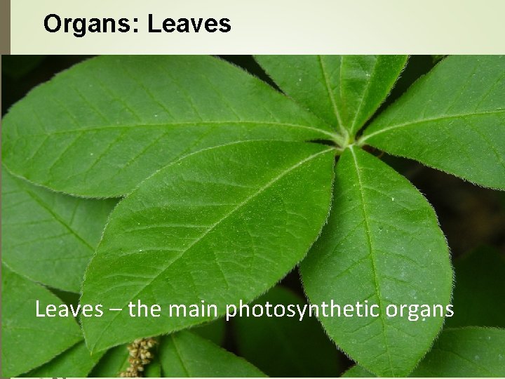 Organs: Leaves – the main photosynthetic organs 