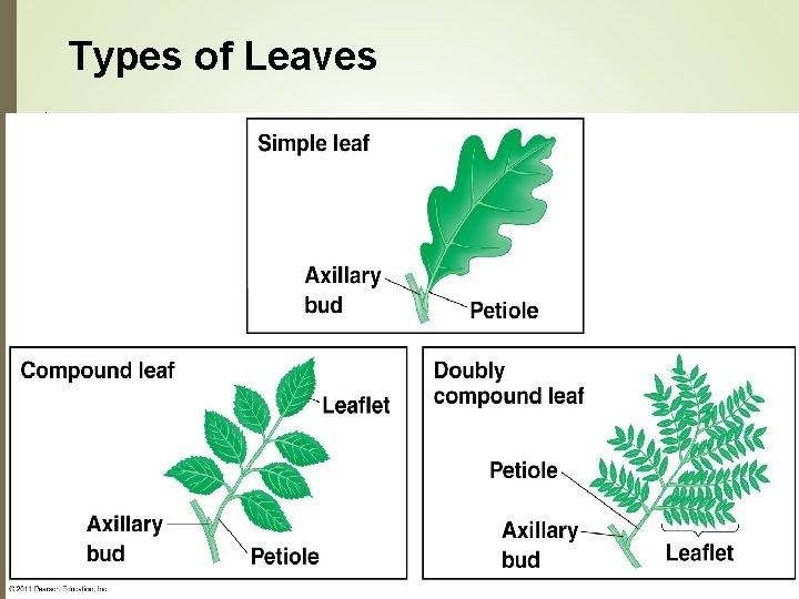 Types of Leaves Types of Leaves