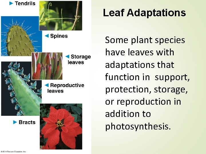 Leaf Adaptations Some plant species have leaves with adaptations that function in support, protection,