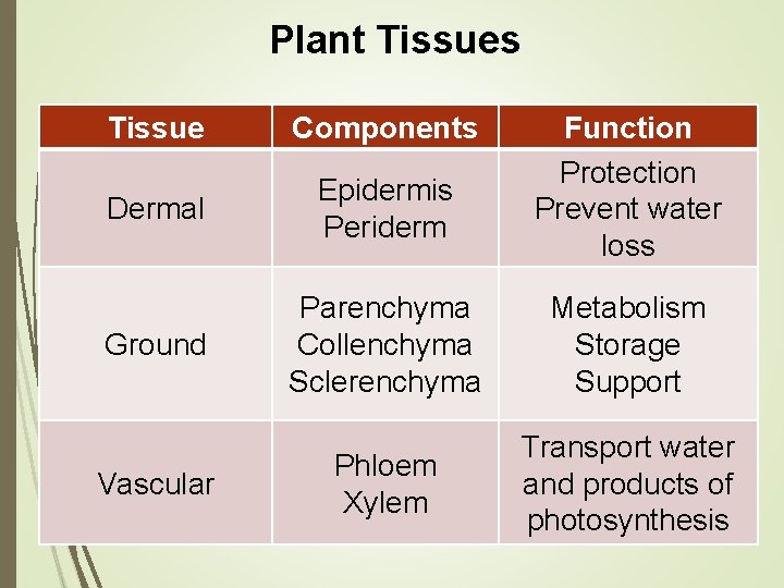 Plant Tissues Tissue Components Dermal Epidermis Periderm Ground Parenchyma Collenchyma Sclerenchyma Metabolism Storage Support