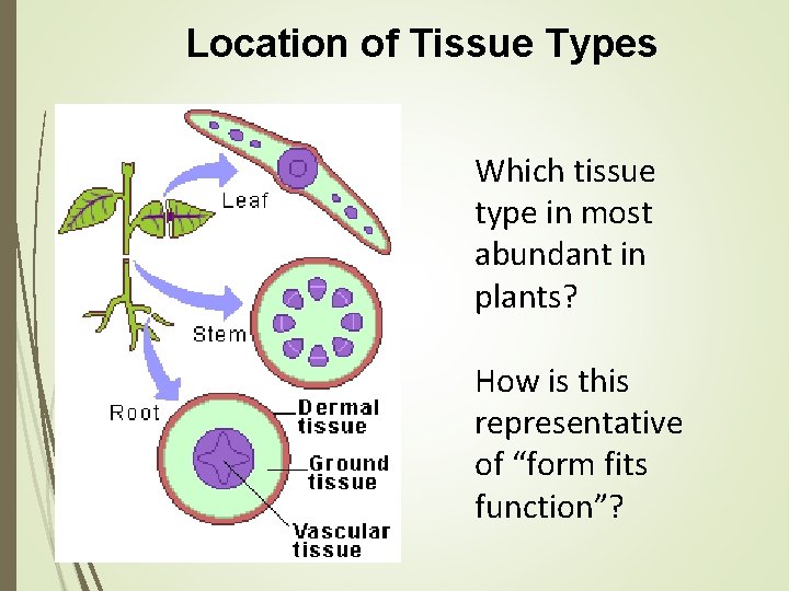 Location of Tissue Types Which tissue type in most abundant in plants? How is