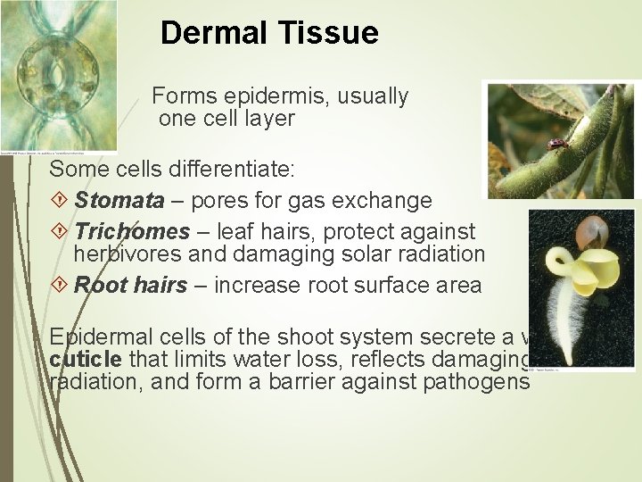 Dermal Tissue Forms epidermis, usually one cell layer Some cells differentiate: Stomata – pores