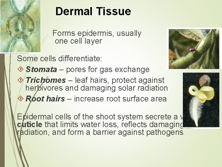 Dermal Tissue Forms epidermis, usually one cell layer Some cells differentiate: Stomata – pores Dermal Tissue Forms epidermis, usually one cell layer Some cells differentiate: Stomata – pores