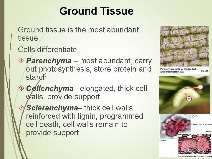 Ground Tissue Ground tissue is the most abundant tissue Cells differentiate: Parenchyma – most