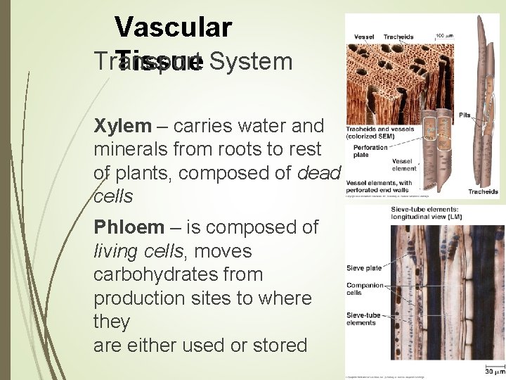 Vascular Transport Tissue System Xylem – carries water and minerals from roots to rest