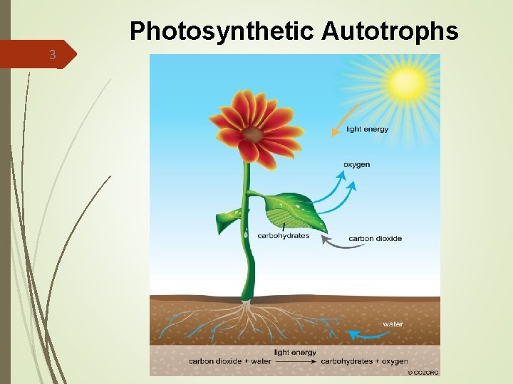 Photosynthetic Autotrophs 3 Photosynthetic Autotrophs 3