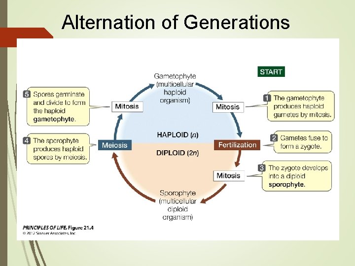 Alternation of Generations Alternation of Generations