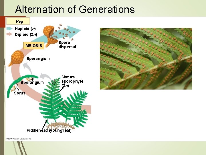 Alternation of Generations Key Haploid (n) Diploid (2 n) MEIOSIS Spore dispersal Sporangium Mature