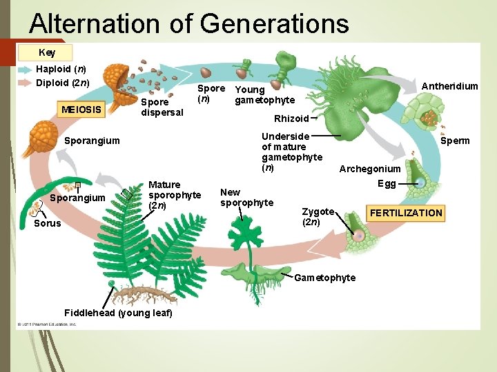 Alternation of Generations Key Haploid (n) Diploid (2 n) MEIOSIS Spore dispersal Spore (n)