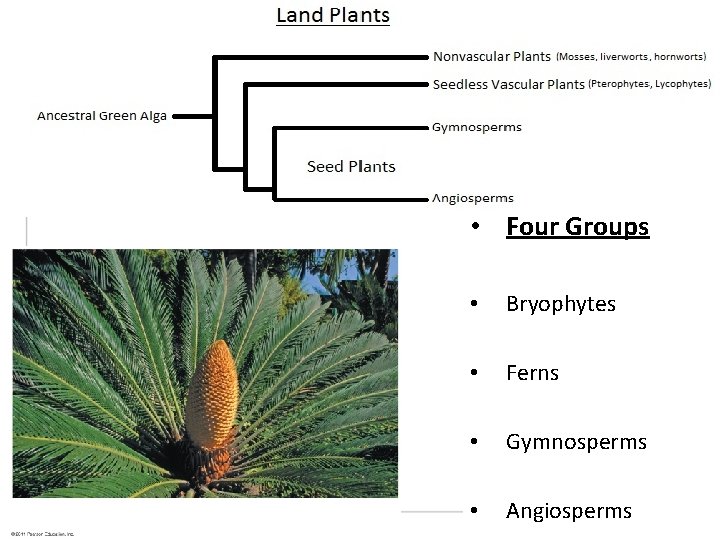  • Four Groups • Bryophytes • Ferns • Gymnosperms • Angiosperms 