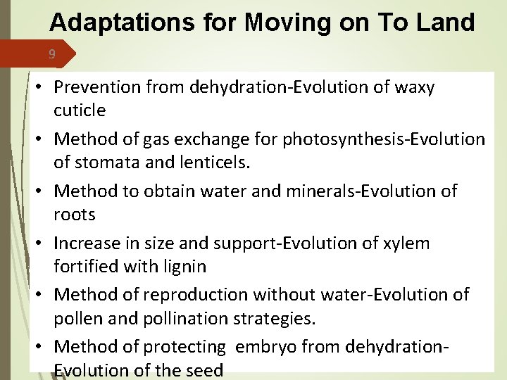 Adaptations for Moving on To Land 9 • Prevention from dehydration-Evolution of waxy cuticle