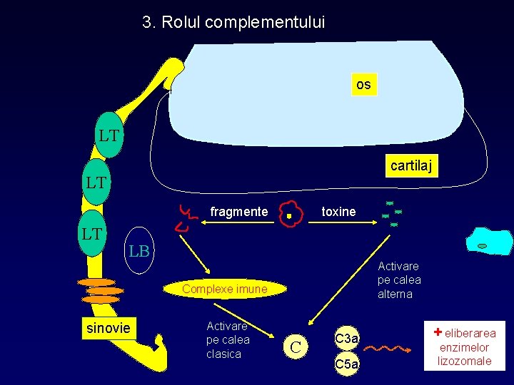 3. Rolul complementului os LT cartilaj LT fragmente LT toxine LB Activare pe calea