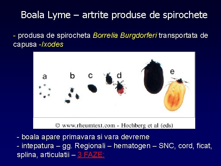 Boala Lyme – artrite produse de spirochete - produsa de spirocheta Borrelia Burgdorferi transportata