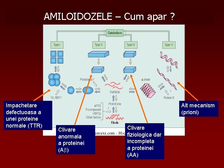 AMILOIDOZELE – Cum apar ? Impachetare defectuoasa a unei proteine normale (TTR) Alt mecanism