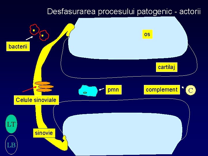 Desfasurarea procesului patogenic - actorii os bacterii cartilaj pmn Celule sinoviale LT sinovie LB