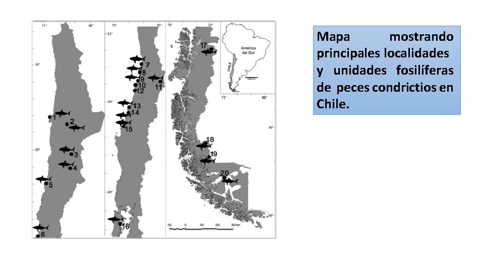 Mapa mostrando principales localidades y unidades fosilíferas de peces condrictios en Chile. 