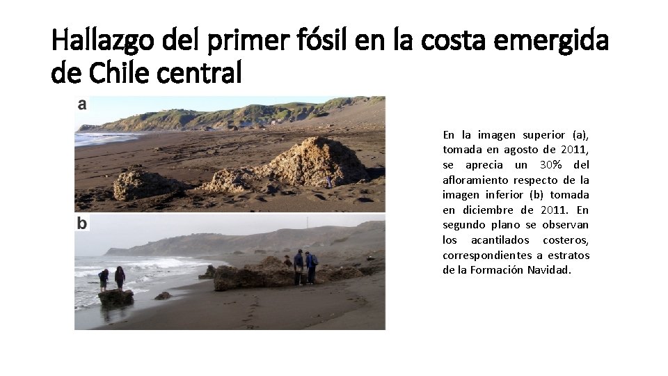 Hallazgo del primer fósil en la costa emergida de Chile central En la imagen