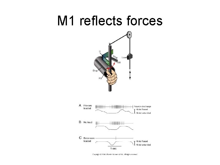 M 1 reflects forces 