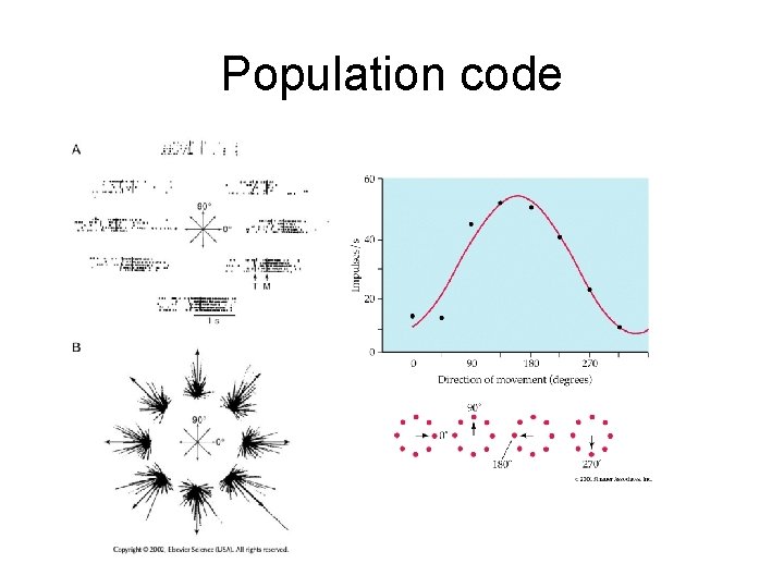 Population code 