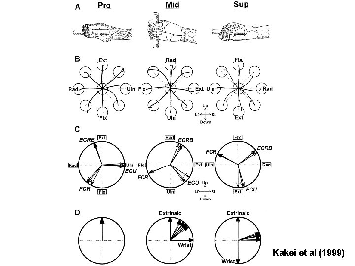 Kakei et al (1999) 