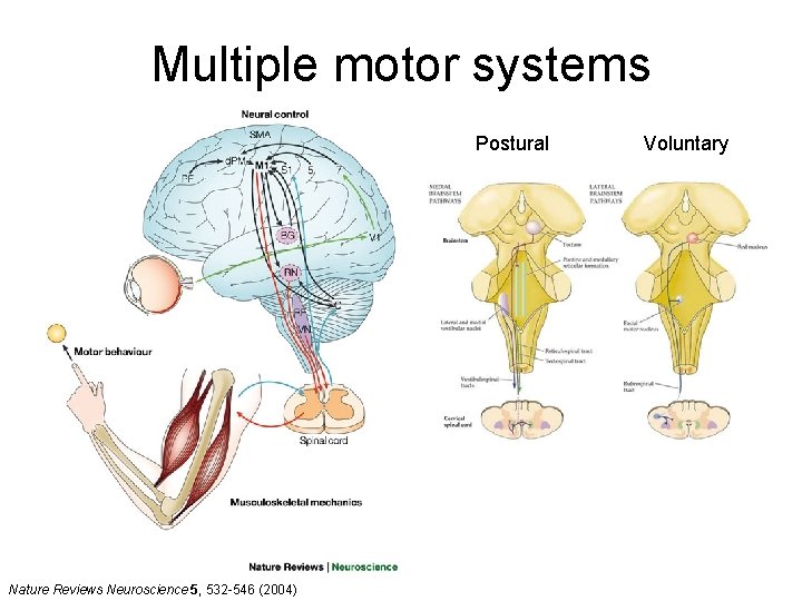 Multiple motor systems Postural Nature Reviews Neuroscience 5, 532 -546 (2004) Voluntary 
